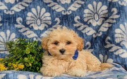 Maltipoo dogs for sale: Eli Toy Size - Image 5