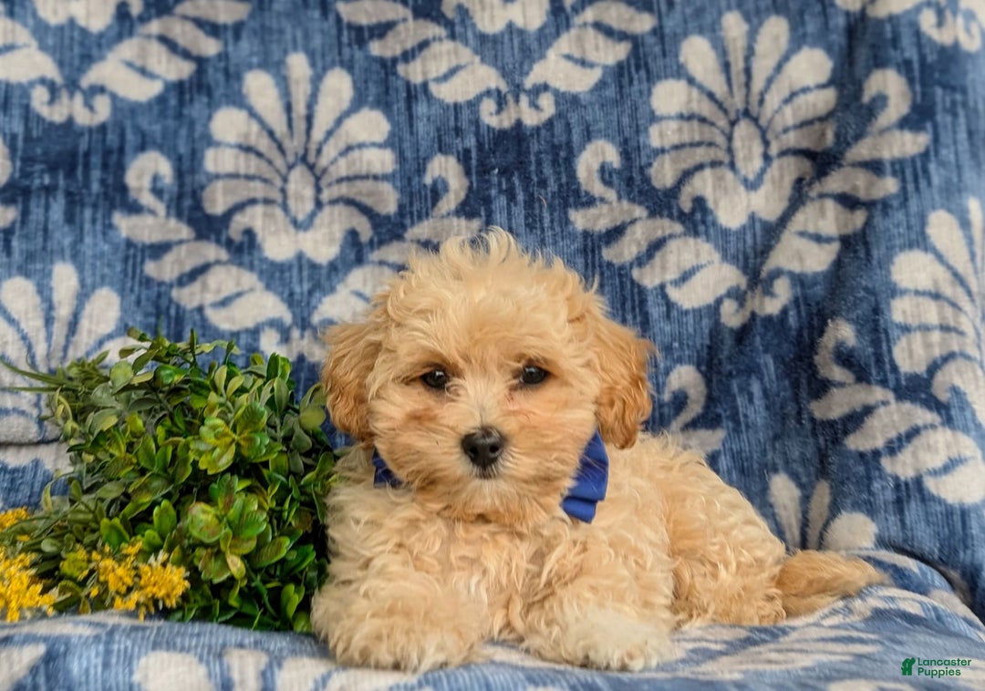 Maltipoo dogs for sale: Eli Toy Size - Image 5