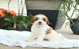 Mini Goldendoodle dogs for sale: Ginger - Image 1