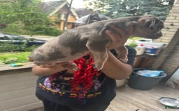 American Bully dogs for sale: Dozer - Image 5