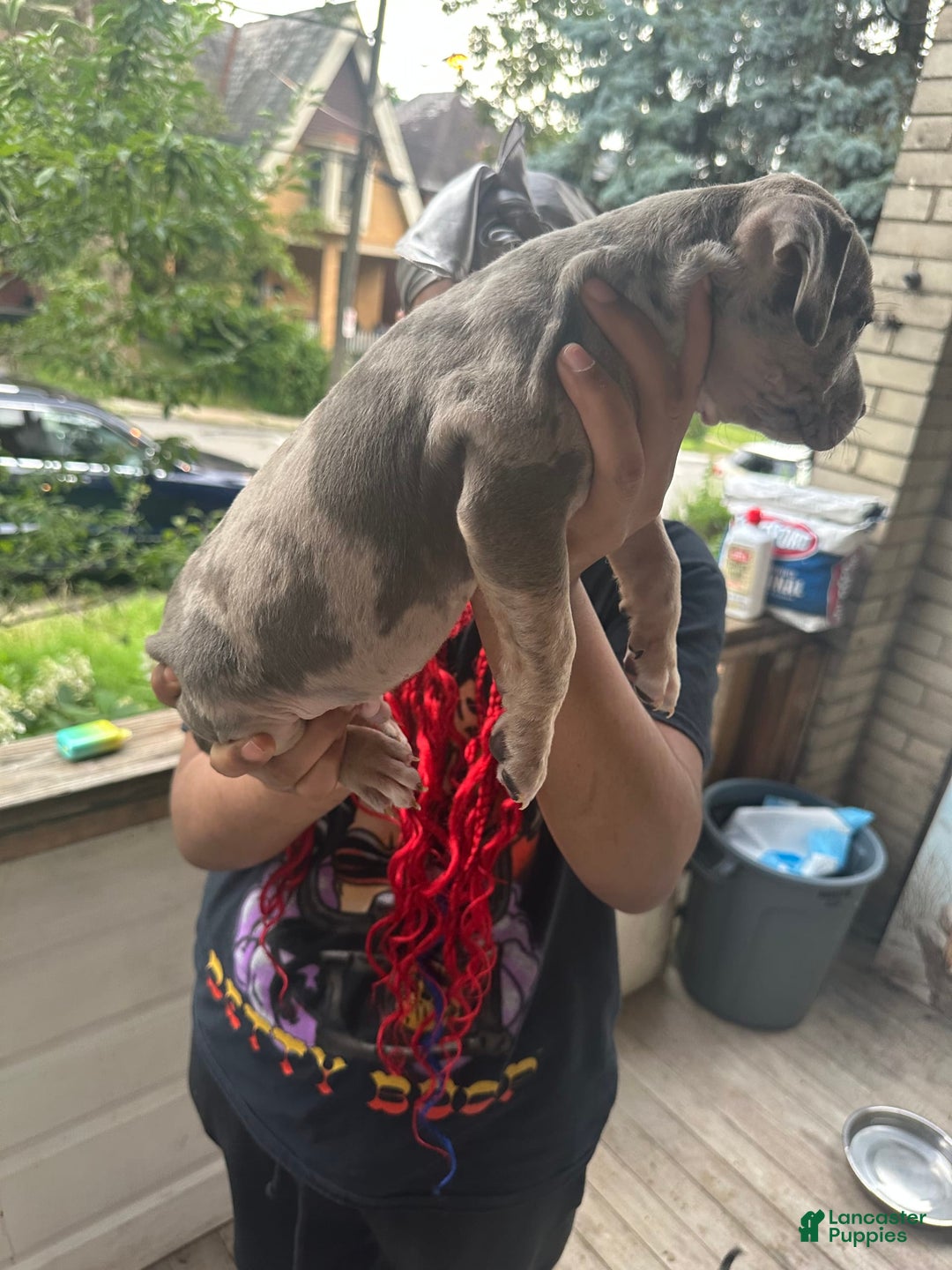 American Bully dogs for sale: Dozer - Image 5