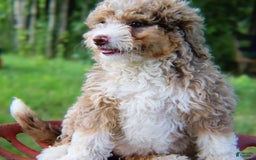 Mini Bernedoodle dogs for sale: Glory - Image 3