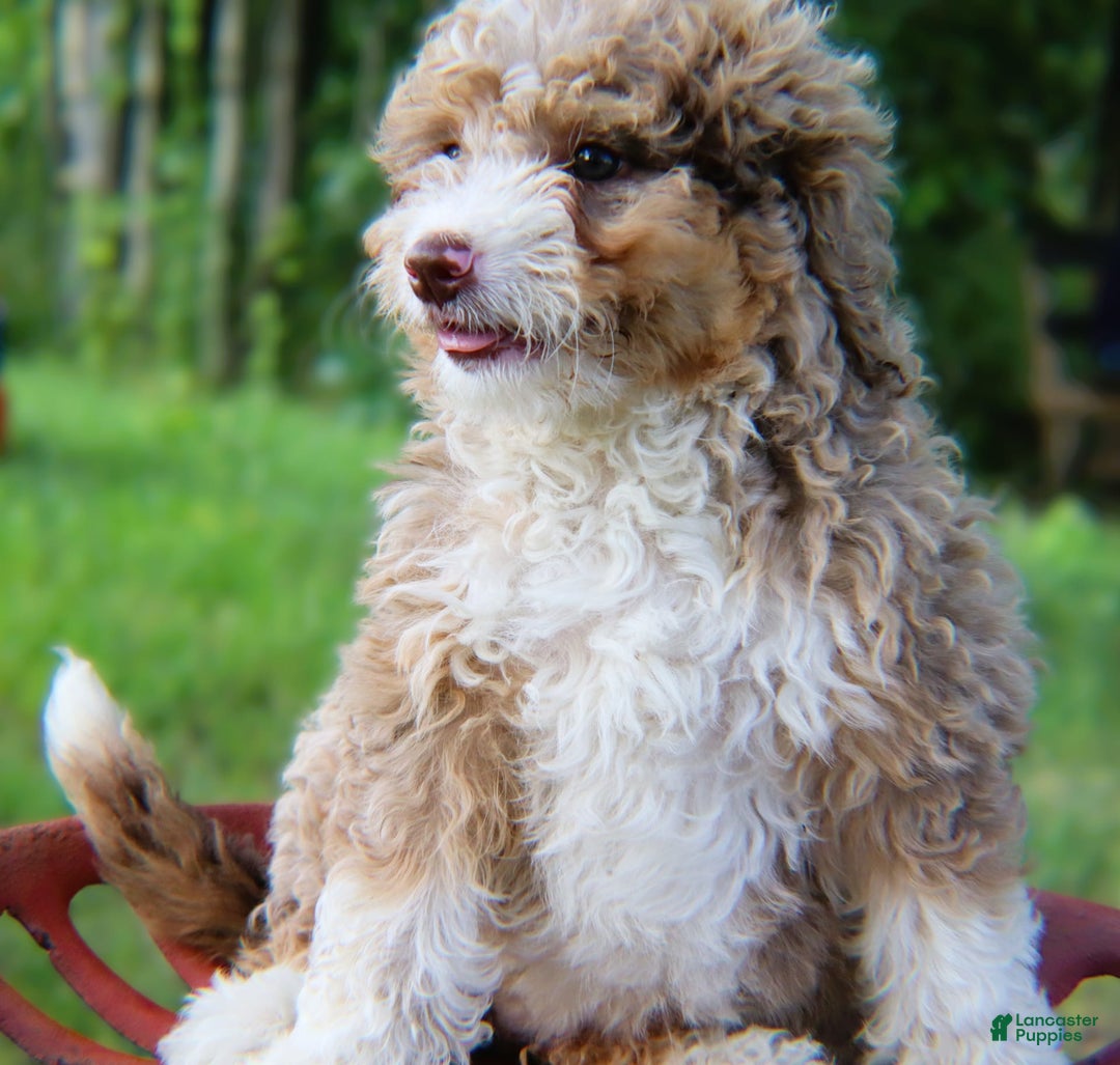 Mini Bernedoodle dogs for sale: Glory - Image 3