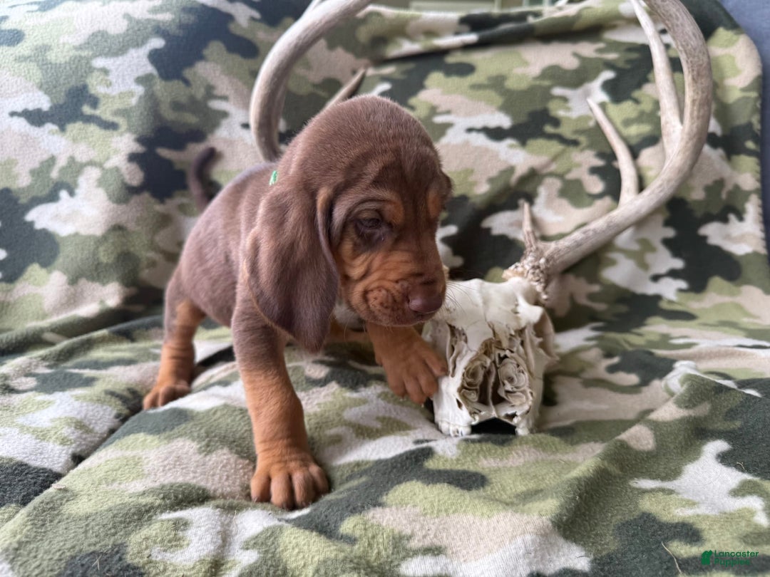 Bloodhound dogs for sale: Chill - Image 1