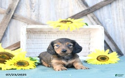 Dachshund dogs for sale: Cleo - Image 2