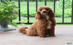 Cavapoo dogs for sale: Clover - Image 6