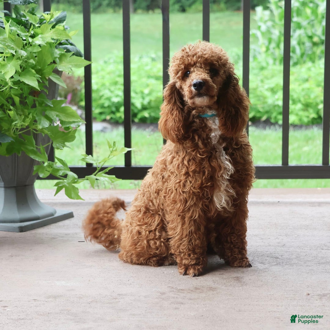 Cavapoo dogs for sale: Clover - Image 6