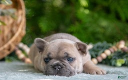 French Bulldog dogs for sale: Margo - Image 1