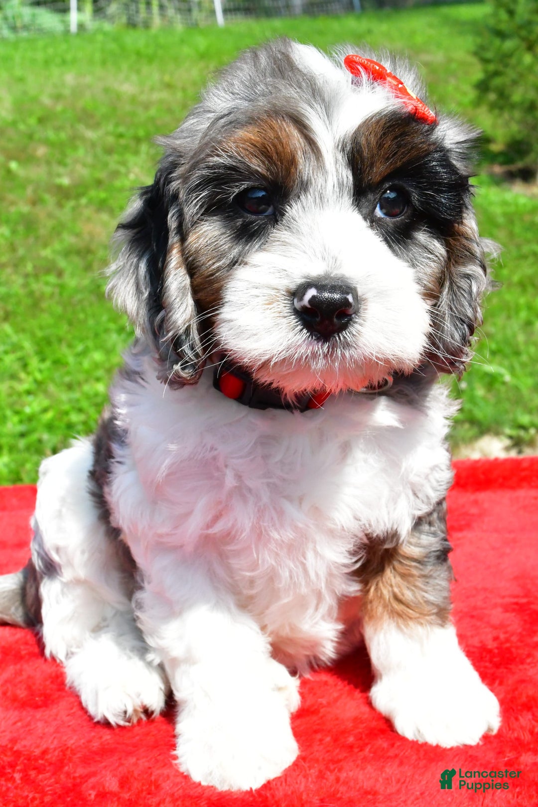 Cavapoo dogs for sale: Cavapoo 4 puppies - Image 14
