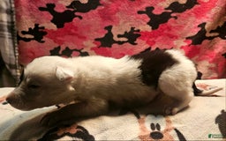 Border Collie dogs for sale: Hondo - Image 27