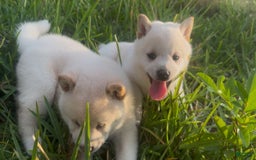 Shiba Inu dogs for sale: Paloma - Image 12