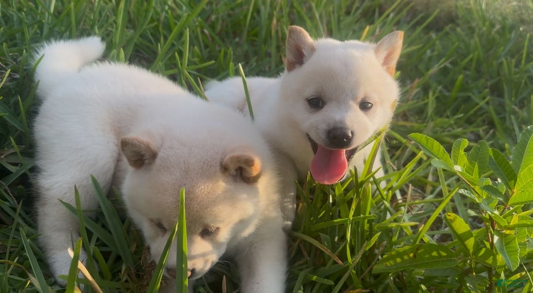 Shiba Inu dogs for sale: Paloma - Image 12