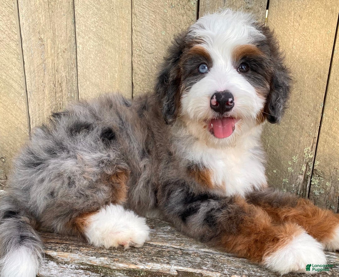 Mini Bernedoodle dogs for sale: 💙 In Boston Massachusetts 💙 One Blue Eye 💙 Mini Bernedoodle 💙 - Image 9