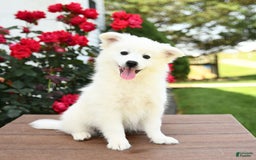 American Eskimo dogs for sale: Marco - Image 2