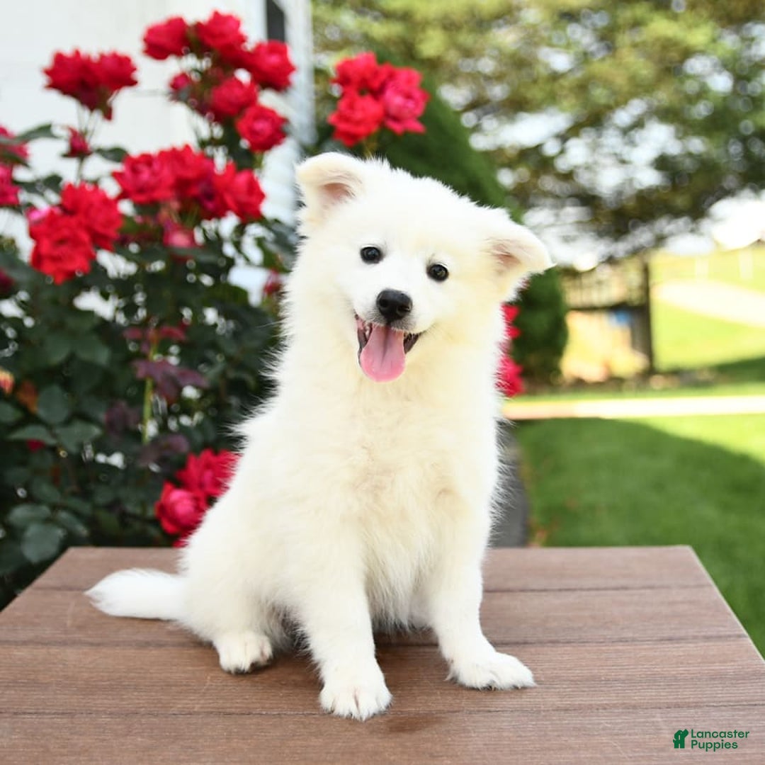 American Eskimo dogs for sale: Marco - Image 2