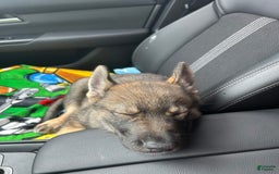 Gerberian Shepsky dogs for sale: Turbo - Image 4