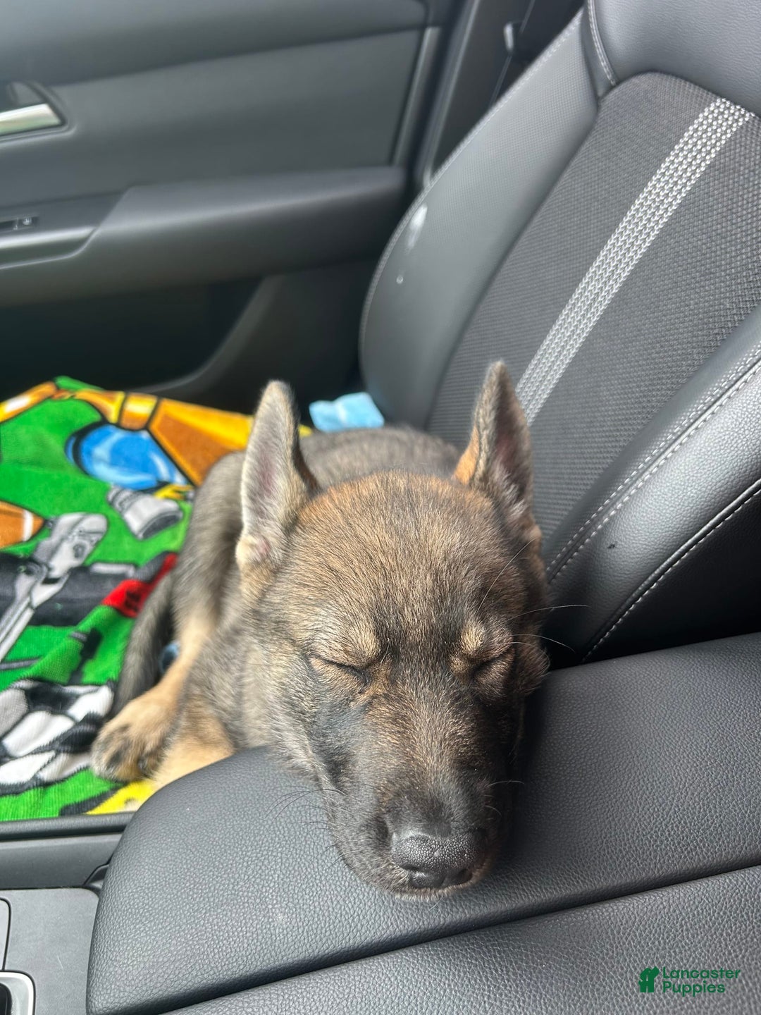 Gerberian Shepsky dogs for sale: Turbo - Image 4