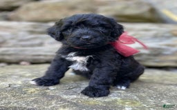 Portuguese Water Dog dogs for sale: Luna - Image 6