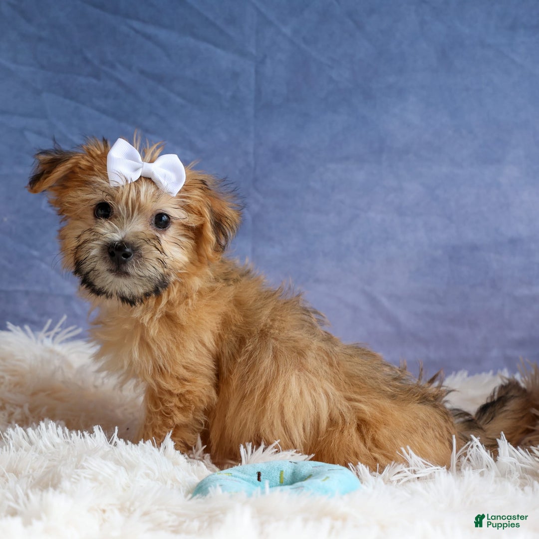 Yochon dogs for sale: Titus - Image 1