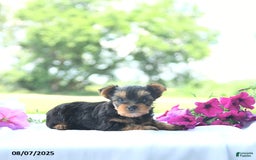 Yorkshire Terrier dogs for sale: Kinley - Image 2