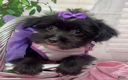 Shorkie dogs for sale: Little Prada - Image 11