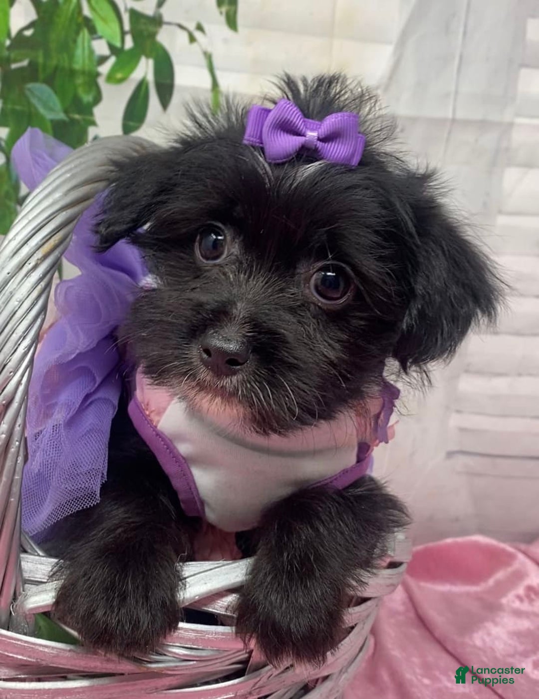 Shorkie dogs for sale: Little Prada - Image 11