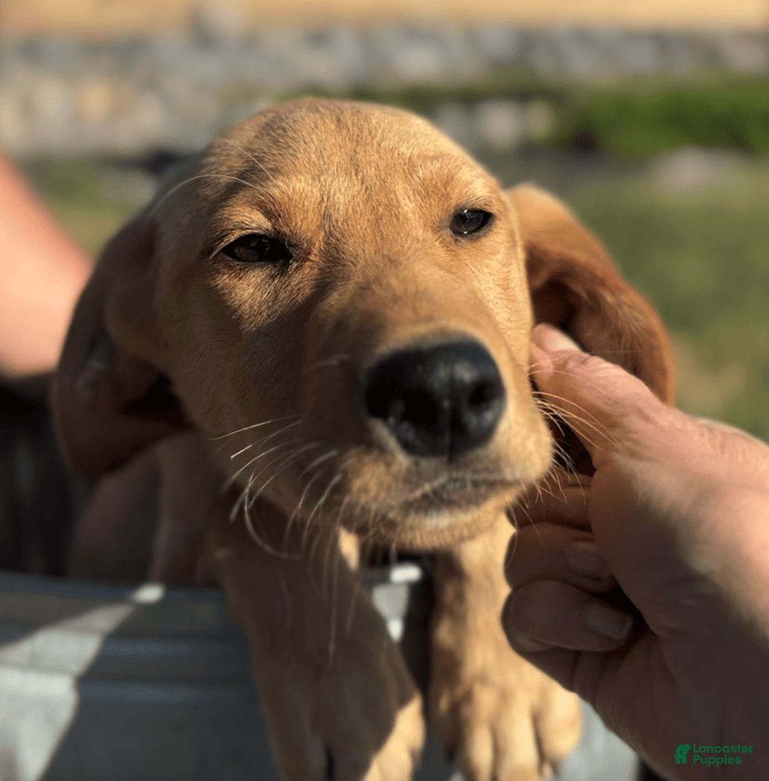 Labrador Retriever dogs for sale: Simba - Image 7