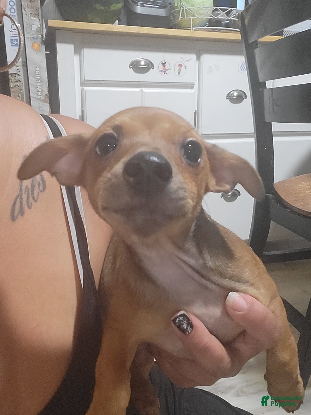 Chihuahua dogs for sale: Toby - Image 2