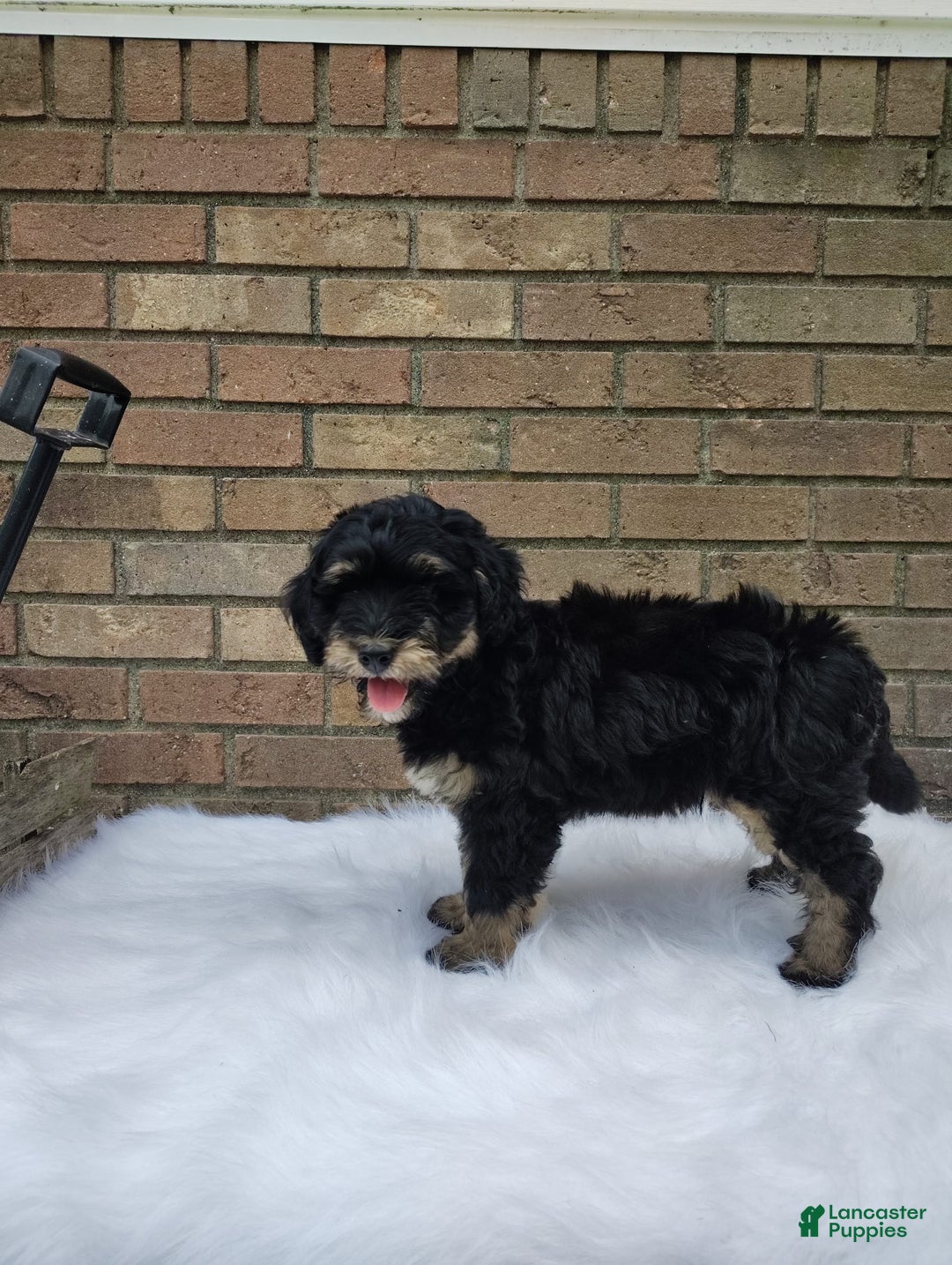 Mini Bernedoodle dogs for sale: Bentley - Image 3