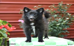 Shetland Sheepdog dogs for sale: Pepsi - Image 6