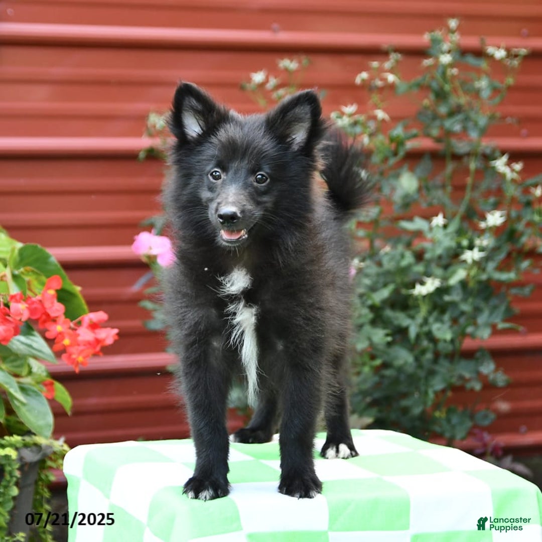 Shetland Sheepdog dogs for sale: Pepsi - Image 6