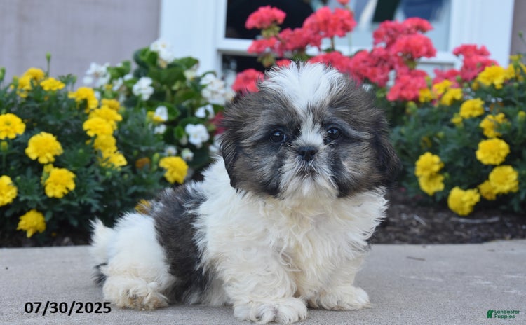 Shih Tzu dogs for sale - Ad 3