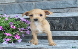 Toy Fox Terrier dogs for sale: Leo - Image 2
