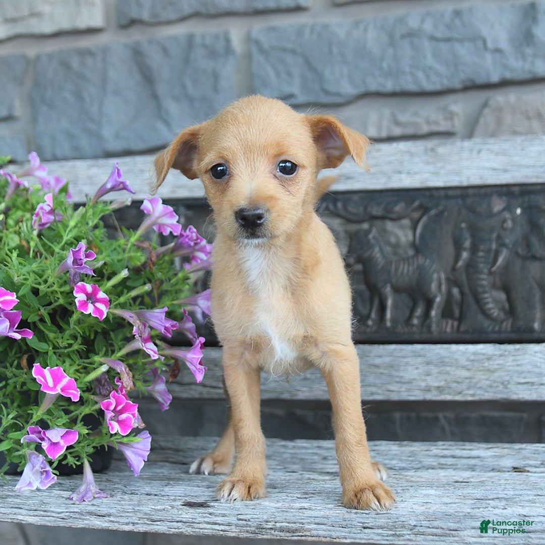 Toy Fox Terrier dogs for sale: Leo - Image 2