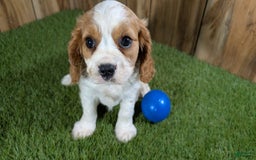 Cavalier King Charles Spaniel dogs for sale: Lucy Boy 1 - Image 3