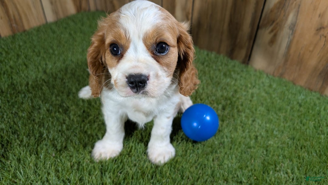 Cavalier King Charles Spaniel dogs for sale: Lucy Boy 1 - Image 3
