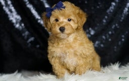 Toy Poodle dogs for sale: Cheese - Image 4