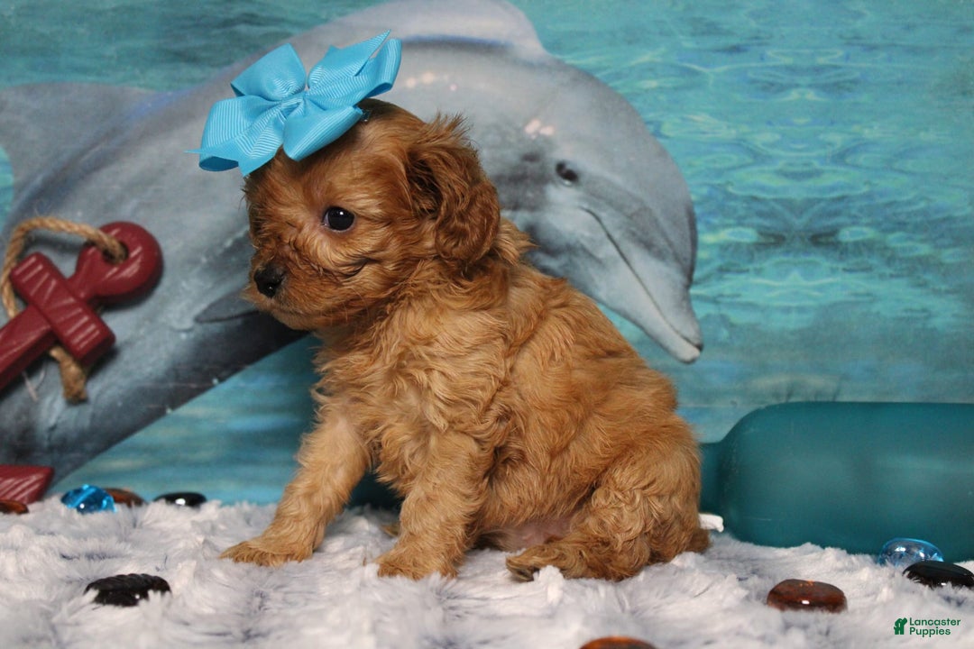 Cavapoo dogs for sale: Phoenix - Image 8