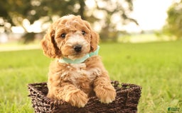 Mini Goldendoodle dogs for sale: Jasmine - Image 8