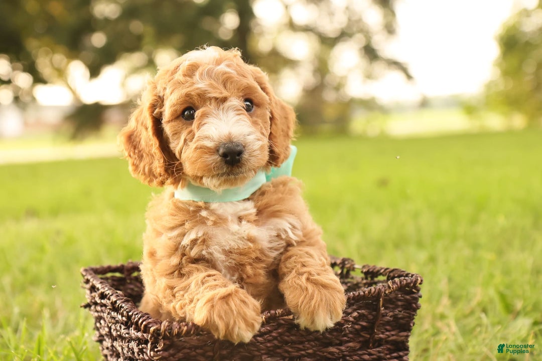 Mini Goldendoodle dogs for sale: Jasmine - Image 8