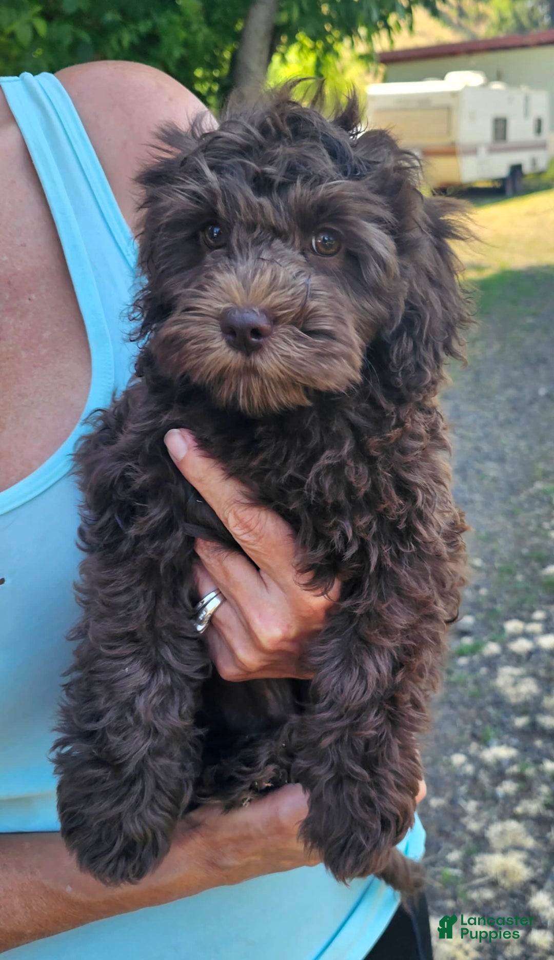 Cockapoo dogs for sale: Liberty - Image 1