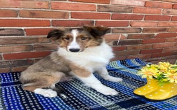 Shetland Sheepdog dogs for sale: Silas - Image 6