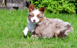 Miniature Australian Shepherd dogs for sale: Noah - Image 9