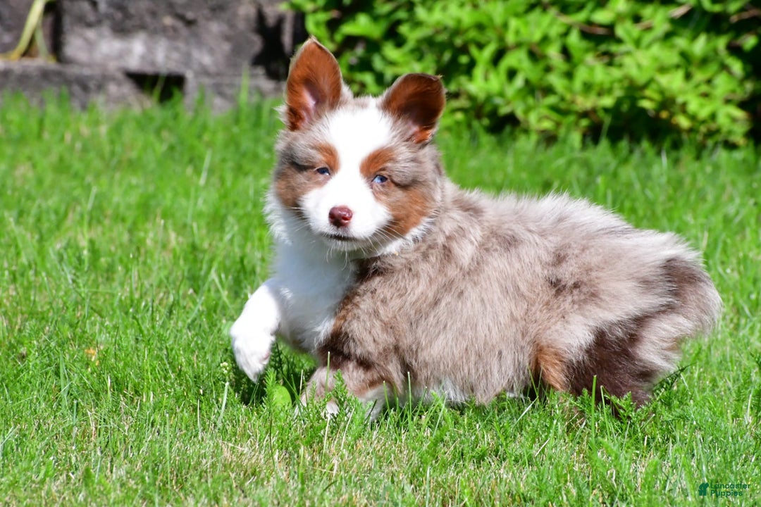 Miniature Australian Shepherd dogs for sale: Noah - Image 9