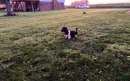 Basset Hound dogs for sale: Hank - Image 1