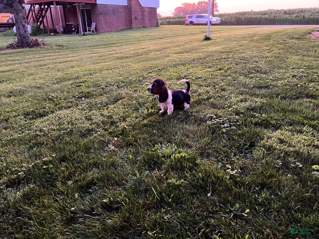Basset Hound dogs for sale: Hank - Image 1