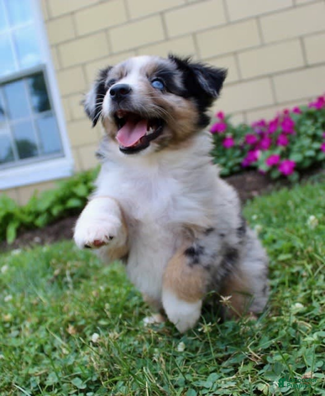 Miniature Australian Shepherd dogs for sale: Fiona - Image 5