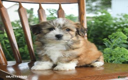 Havanese dogs for sale: Brenton - Image 1
