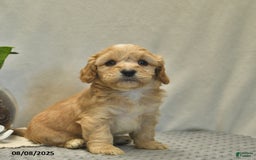 Cavapoo dogs for sale: Dakota - Image 2
