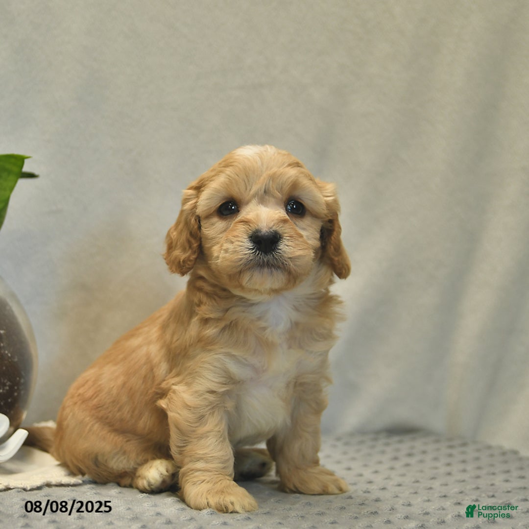 Cavapoo dogs for sale: Dakota - Image 2